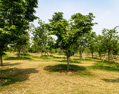 青秀山景区珍贵树种展示园