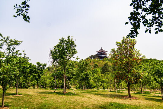 青秀山景区珍贵树种展示园