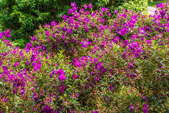 艳紫野牡丹花丛