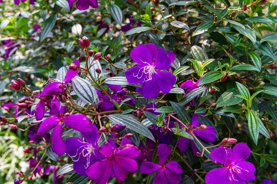 紫花野牡丹