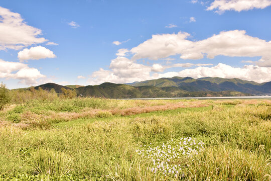 郁郁葱葱的草地