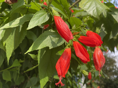 垂花悬铃花