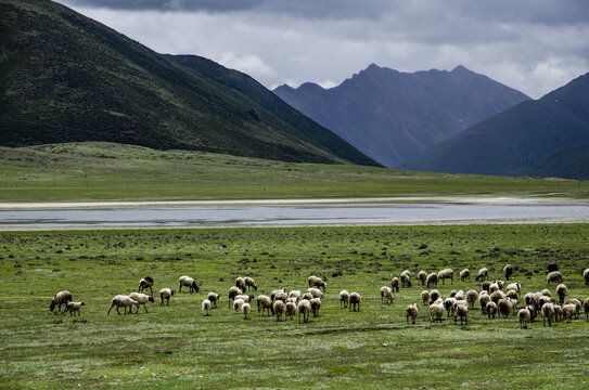 西藏路遇到的山羊群