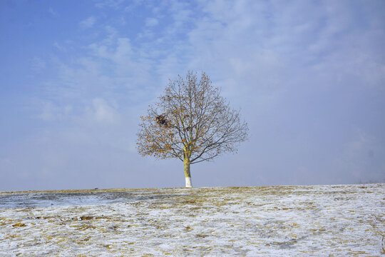 一棵孤独的树