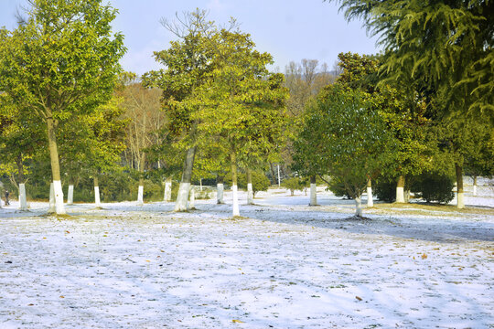 树林雪景