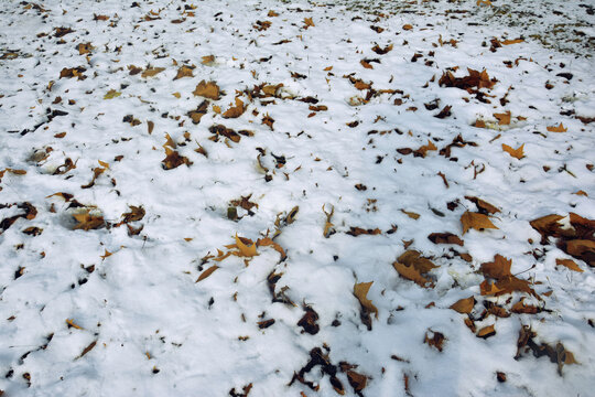 雪中落叶