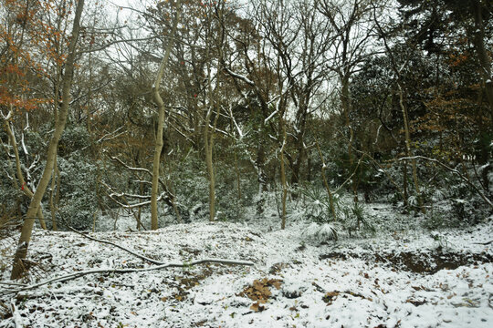 冬季树林雪景