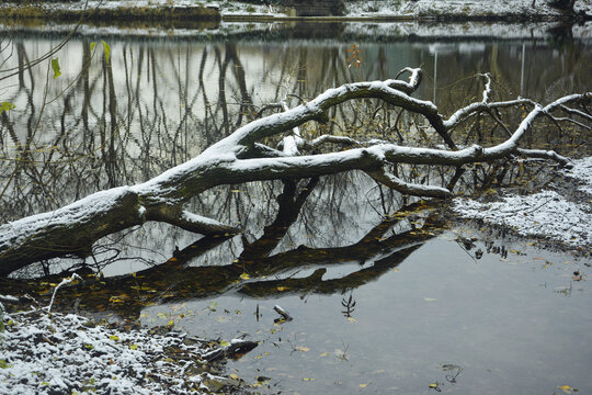 湖边倾倒的大树