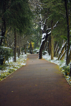 林间步道雪景