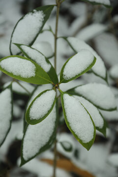 叶子上的积雪