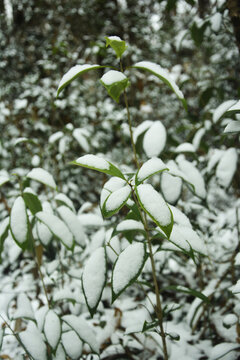 树叶上的雪