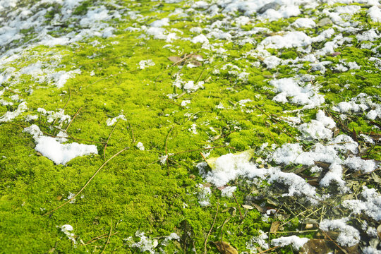 白雪与苔藓