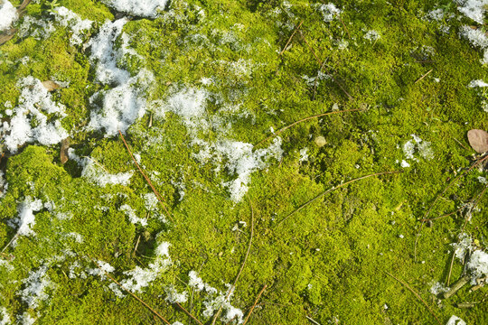 白雪与苔藓