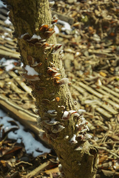 冬季枯树上的木耳