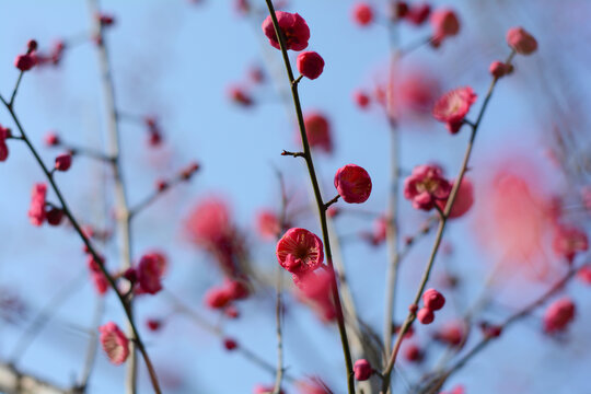 红梅花