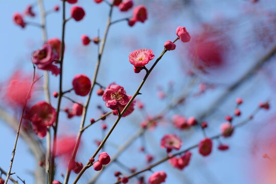 红梅花