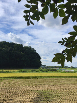 日本农村收割后的稻田