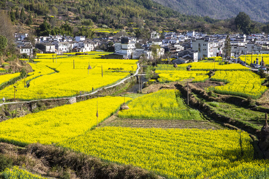 乡村油菜花海