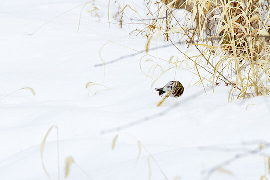 小鹀在雪地里觅食