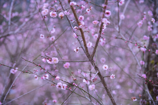 梅花摄影