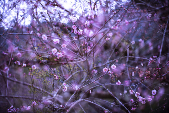 梅花摄影