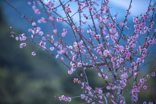 二月梅花开