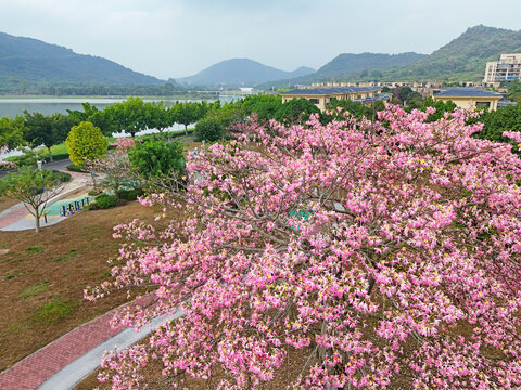 美丽异木棉