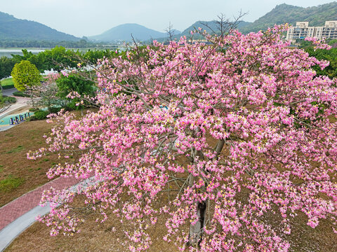 美丽异木棉