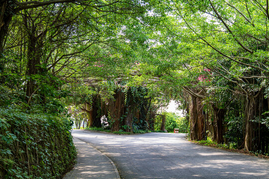 青秀山公园林荫道