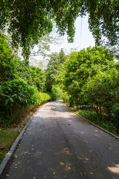 青秀山景区道路