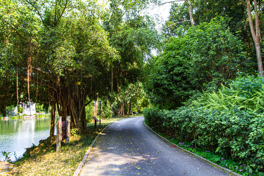 青秀山公园林荫道