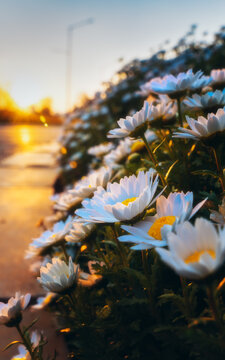 春天阳光下盛开的雏菊