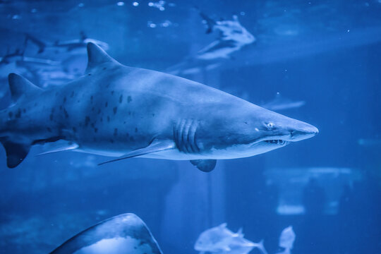 成都极地海洋公园水族箱里的鲨鱼