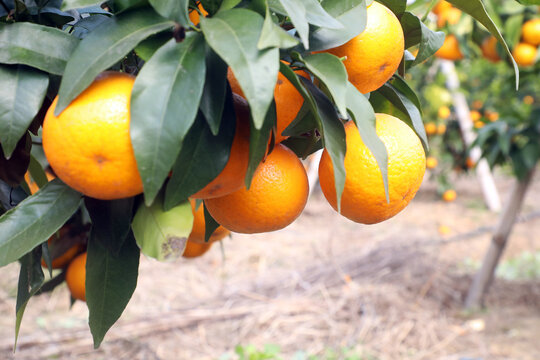 树上的沃柑橘子