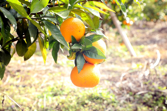 树上的沃柑橘子