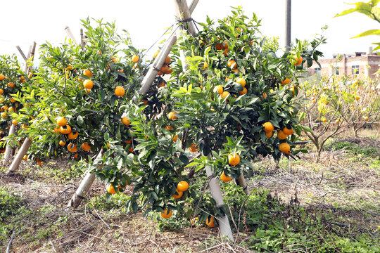 沃柑橘子种植基地