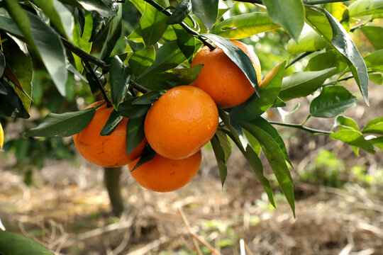 沃柑橘子高清图片