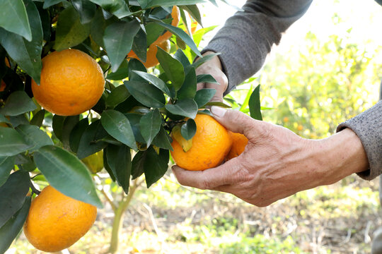 农人裁剪沃柑橘子