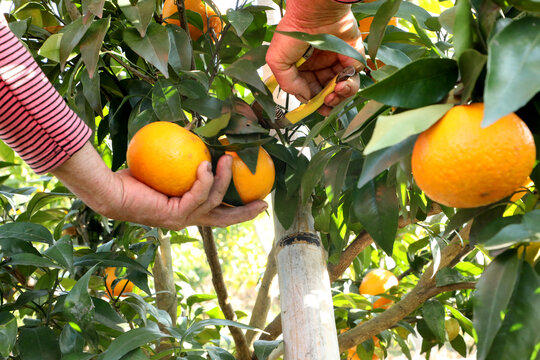 采摘沃柑橘子