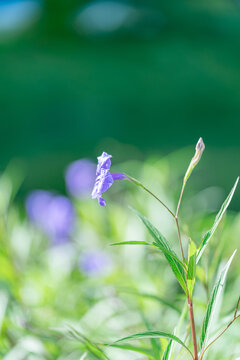 户外盛开的蓝花草