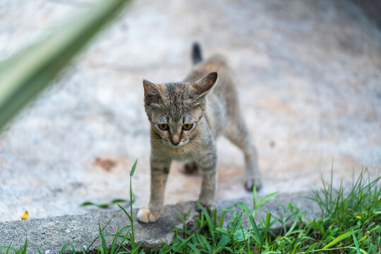 后院花园里玩耍的可爱猫眯