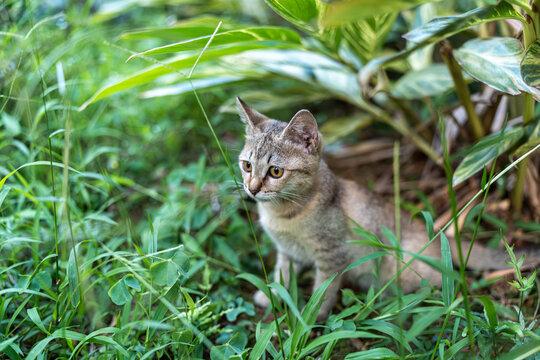 后院花园里玩耍的可爱猫眯