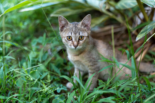 后院花园里玩耍的可爱猫眯