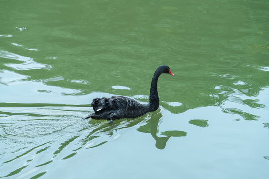 湖中的黑天鹅