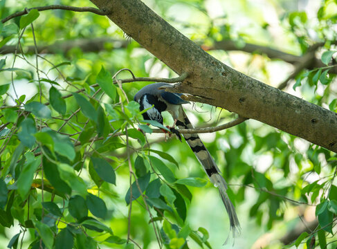 在树枝上进食的红嘴蓝鹊