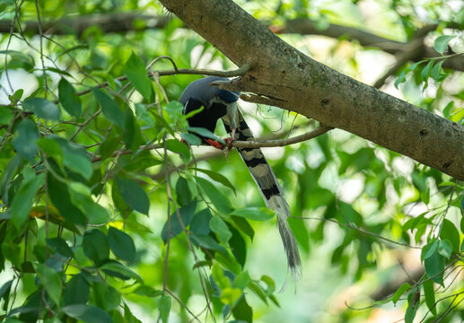 在树枝上进食的红嘴蓝鹊