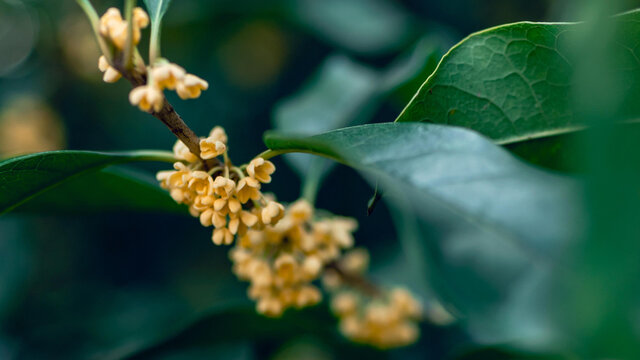 满树桂花