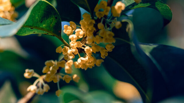 满树桂花