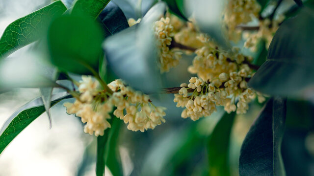 桂花树