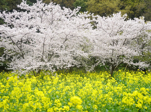 苏州上方山植物园春天樱花油菜花